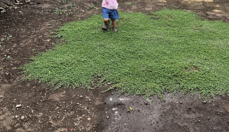 クラピアK7 グランドカバーに最適！植え方・病気・増やし方の紹介 ズボラママでも大丈夫！ 「あまなつ」と暮らす