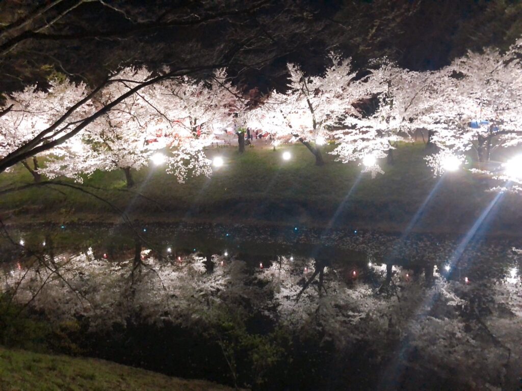 上田城　お花見　ライトアップ