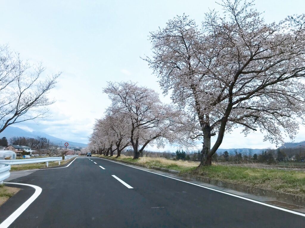 東御市海野宿　桜