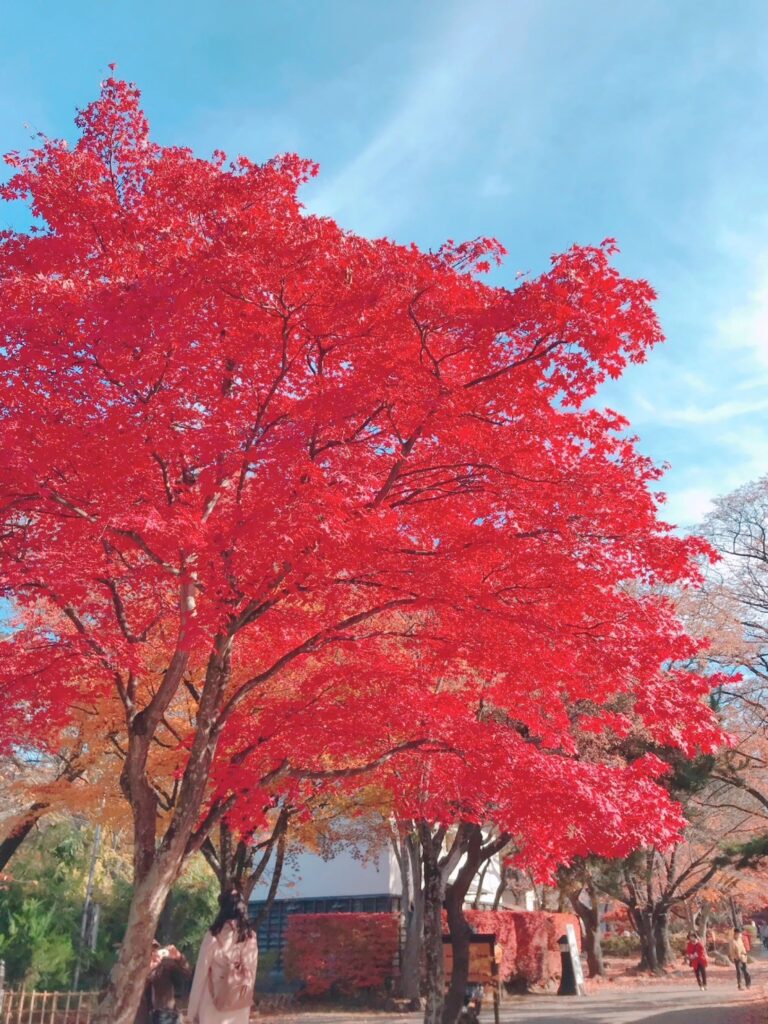 懐古園 紅葉まつり